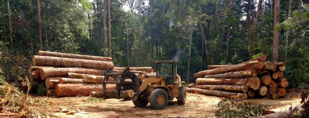 How Our Tree Care Process Works  in  Deer Lodge, MT